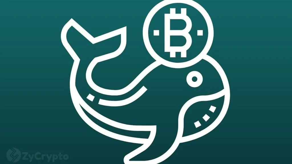 Bitcoin Whales Accumulate $362M in 24 Hours Amid Flat Price Action