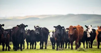 Trump Administration Proposes Temporary Beef Tariff Cut Amid Rancher Opposition