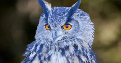 UBS Warning Triggers Redemptions From Blue Owl Private Credit Fund