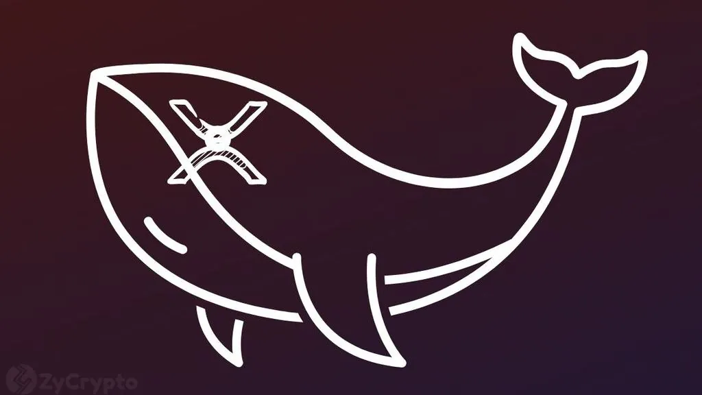 XRP Large Holders Increase Accumulation, Data Shows